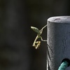 トキの森公園