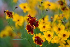 花花