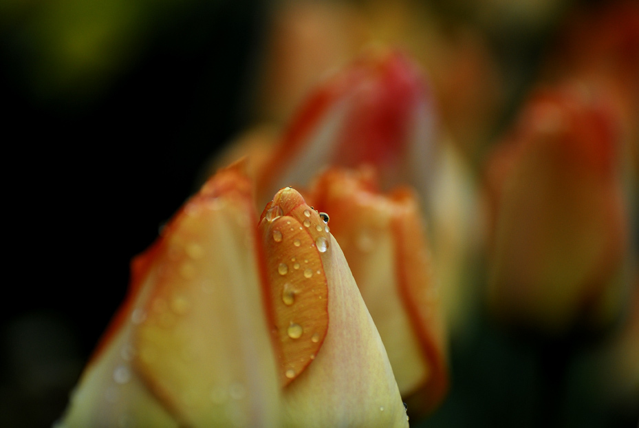 花の涙..？
