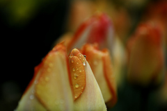 花の涙..？