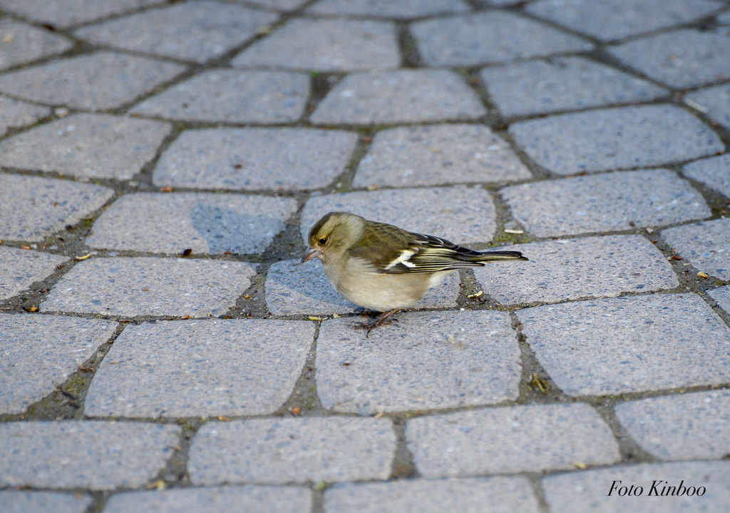 Buchfink　ズアオアトリ