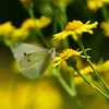 Sigma Macro 150mm f 2.8