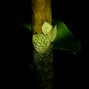チューリッヒ植物園