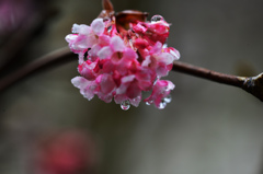 雨
