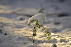雪にも負けず..