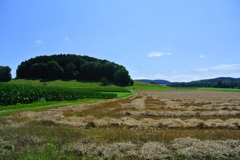 夏の風景２