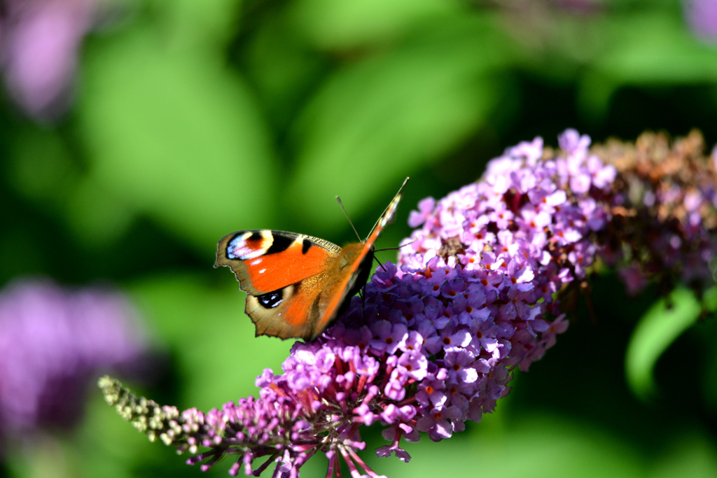 クジャクチョウ