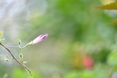 可愛いつぼみ