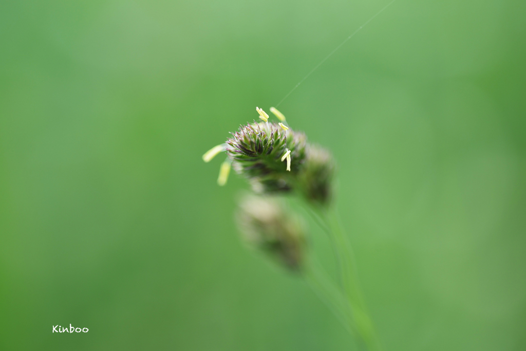 近くへ散歩　２