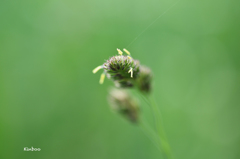 近くへ散歩　２