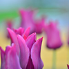 チューリップ１
