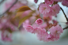 スイスの八重桜２