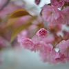 スイスの八重桜２