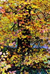 紅葉を追いかけて２