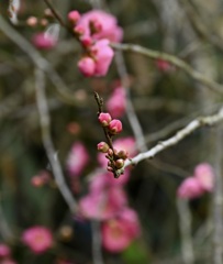 紅梅