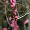 紅梅