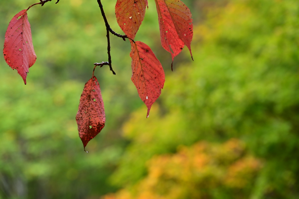 そろそろ紅葉かな。
