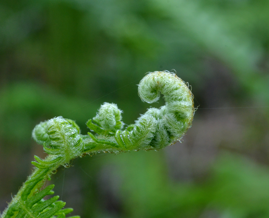 いつもの散歩３