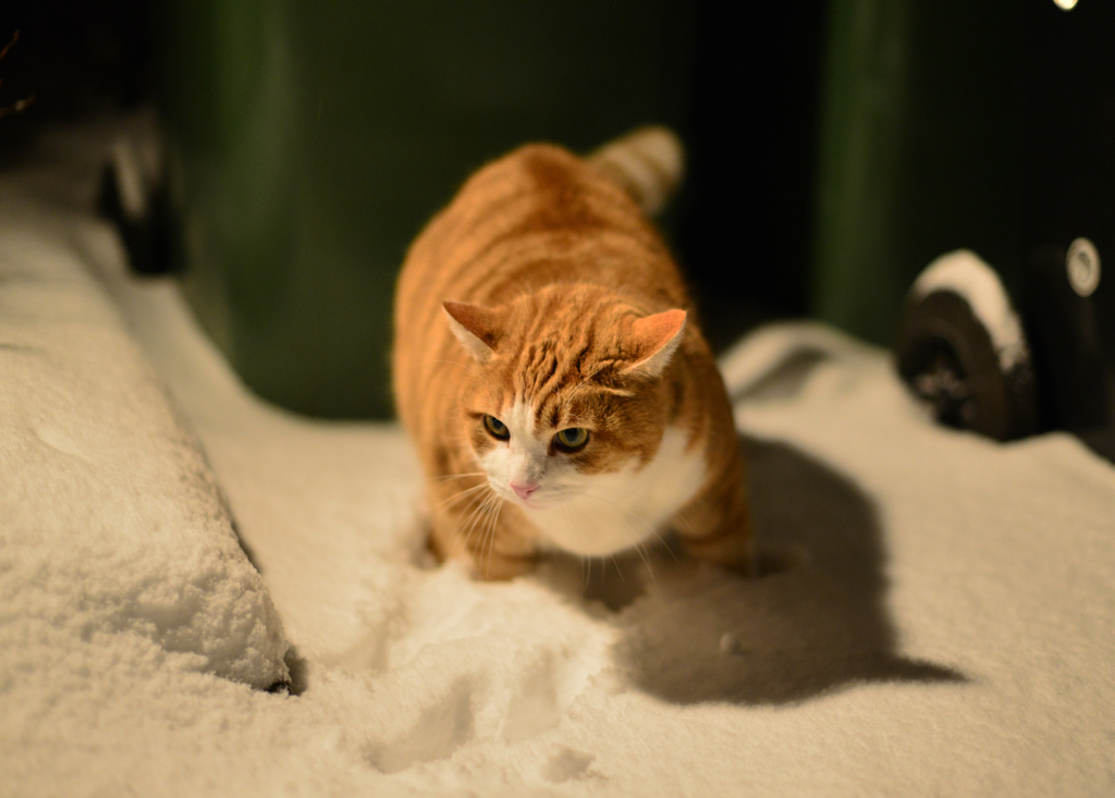 雪の夜散歩２