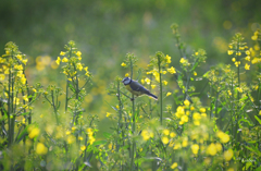 菜の花畑で