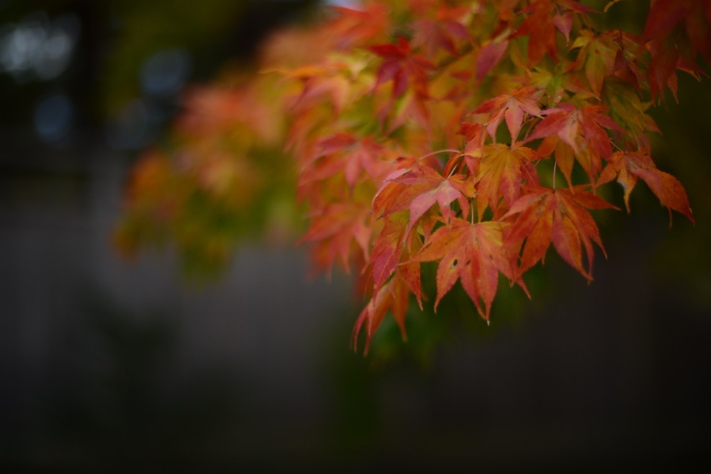 修学院離宮の紅