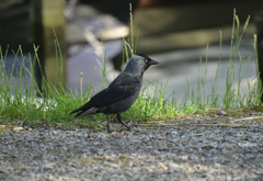 ニシコクマルガラス　１