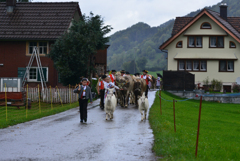 今日は牛の品評会２
