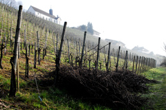 ワイン畑　２