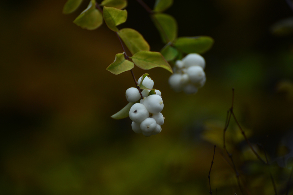 白い・・・なんだろう？