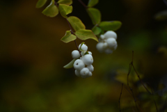 白い・・・なんだろう？