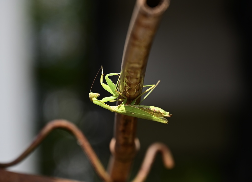 逃げられた。