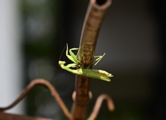 逃げられた。