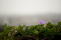 花曇り