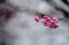 スイスの桜　２