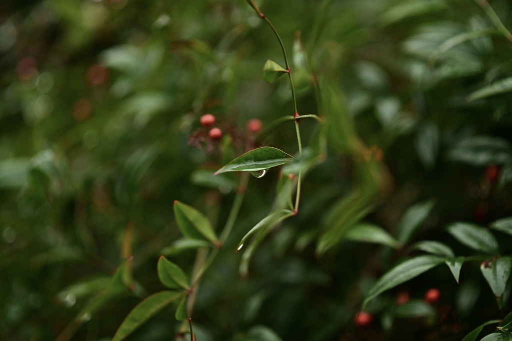 雨