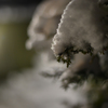 初雪１