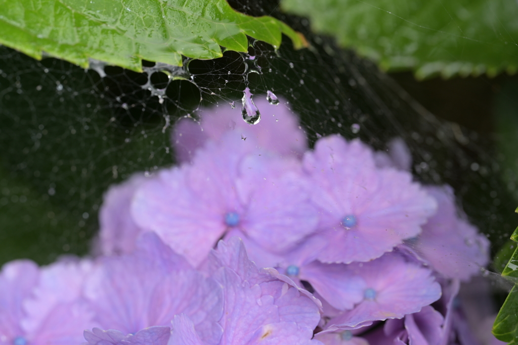 雨の紫陽花