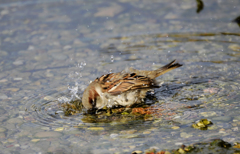 水浴び１