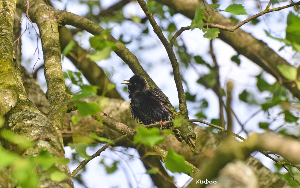 さえずるホシムクドリ