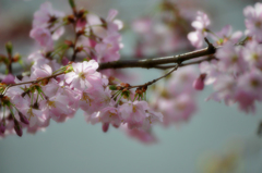 スイスの桜　８