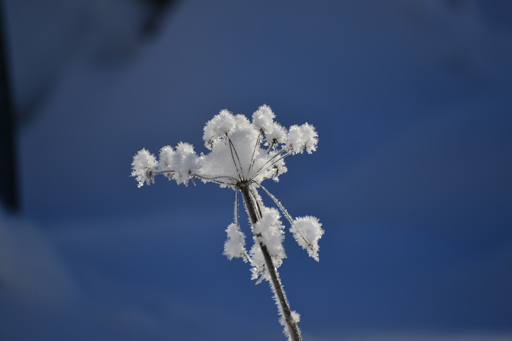 雪の花１
