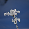 雪の花１