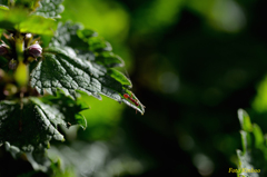 ア・リ・ン・コ