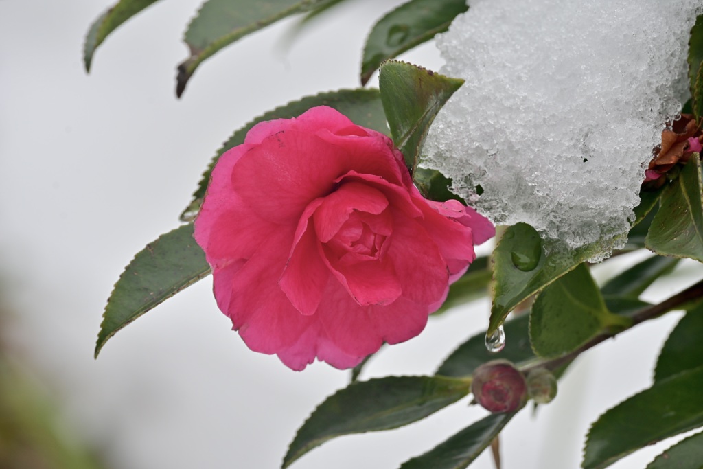 雪の日の散歩