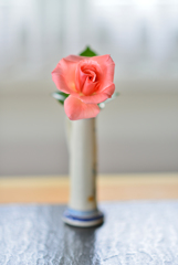 薔薇
