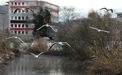 the birds