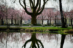 スイスの桜　３