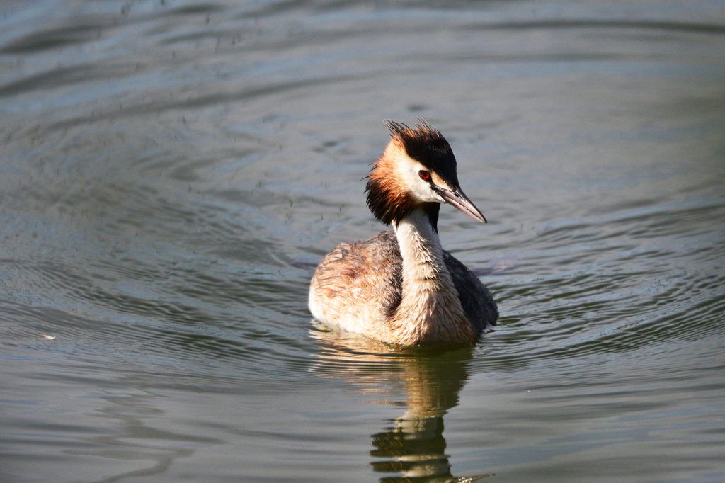 カンムリカイツブリ