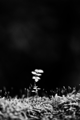 二つの風景　２