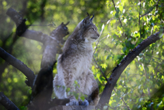 Luchs